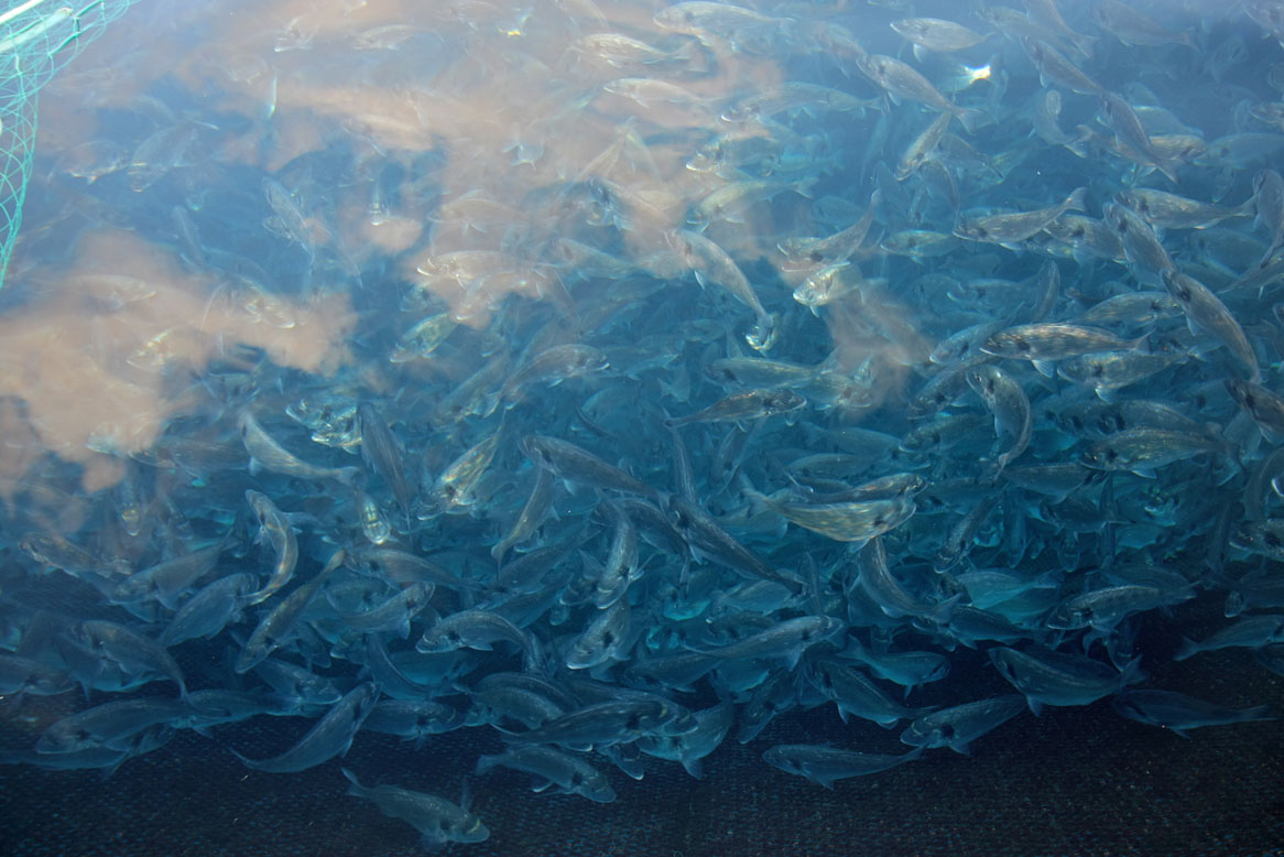 Ψάρια Υδατοκαλλιέργειας